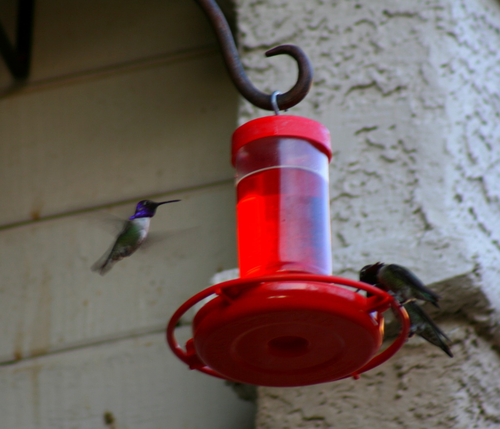 At The Feeder by kerristephens