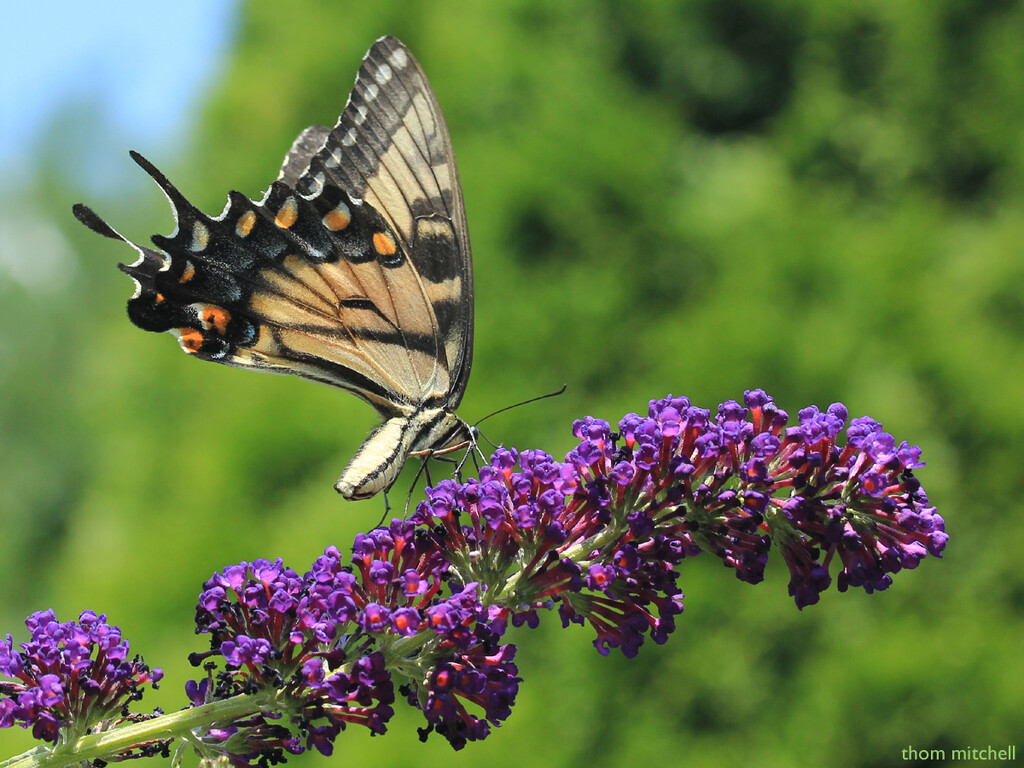 Eastern Tiger Swallowtail, alternate take [Travel day filler]  by rhoing