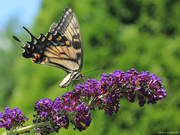 8th Jul 2021 - Eastern Tiger Swallowtail, alternate take [Travel day filler] 