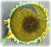 4th Oct 2021 - Sunflower seed-head