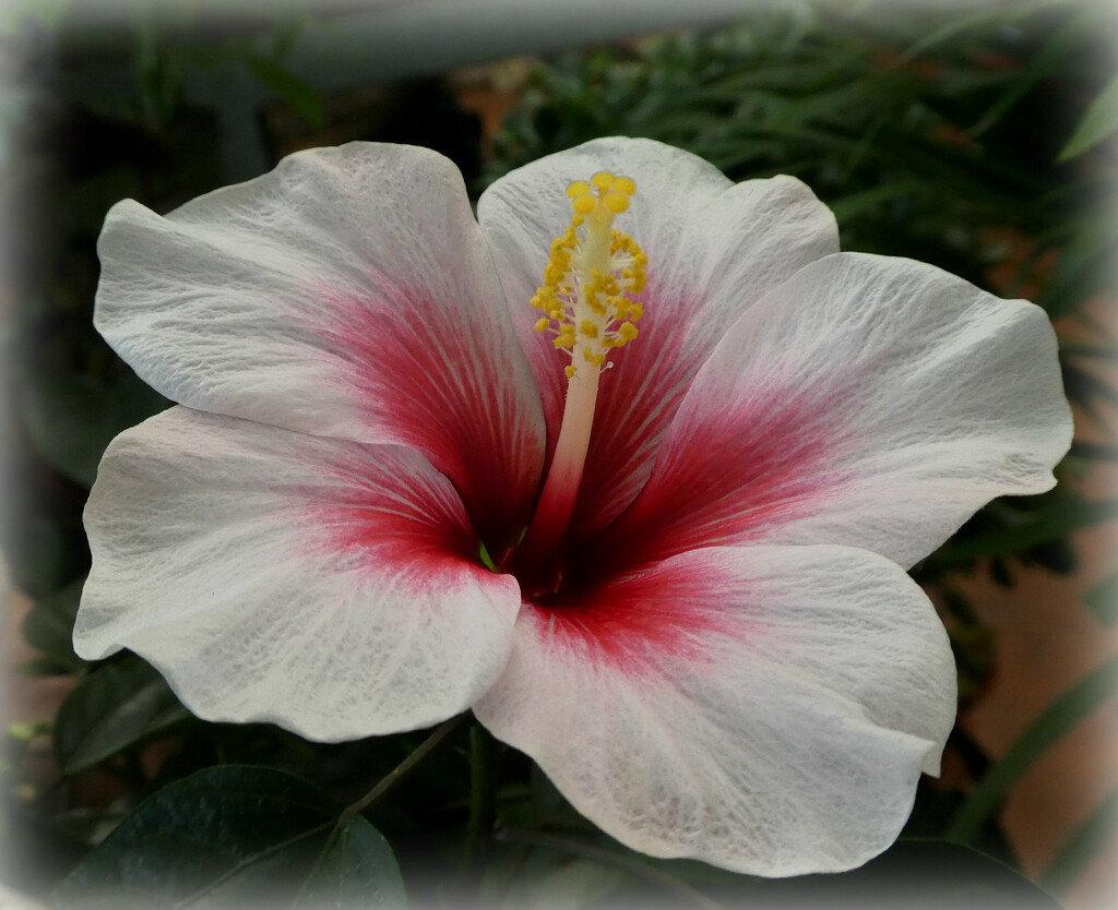 Hibiscus  by wendyfrost