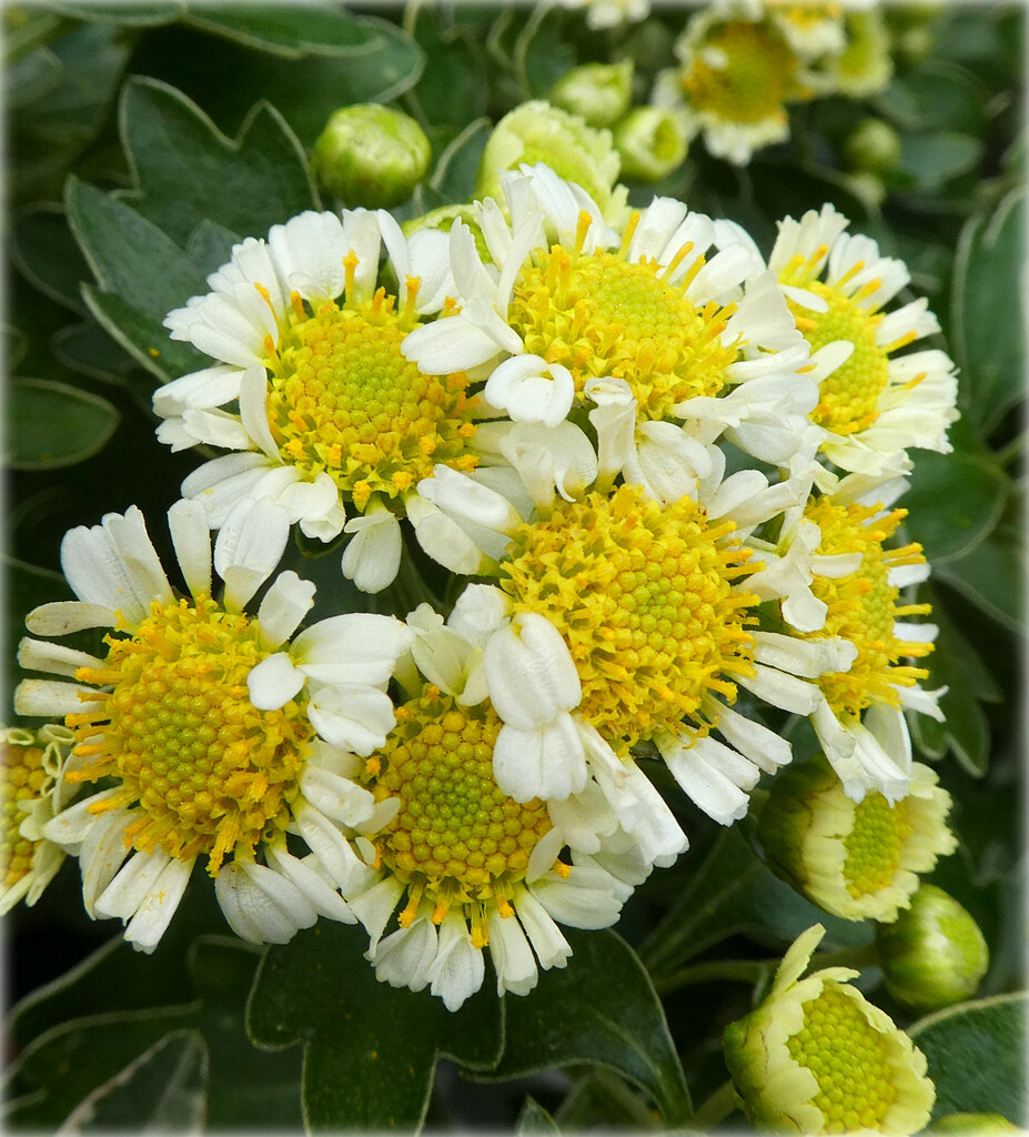  Daisy Chrysanthemums   by wendyfrost