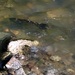 Salmon on its way to spawn by bruni