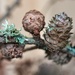 Lichen and Larch cones by okvalle