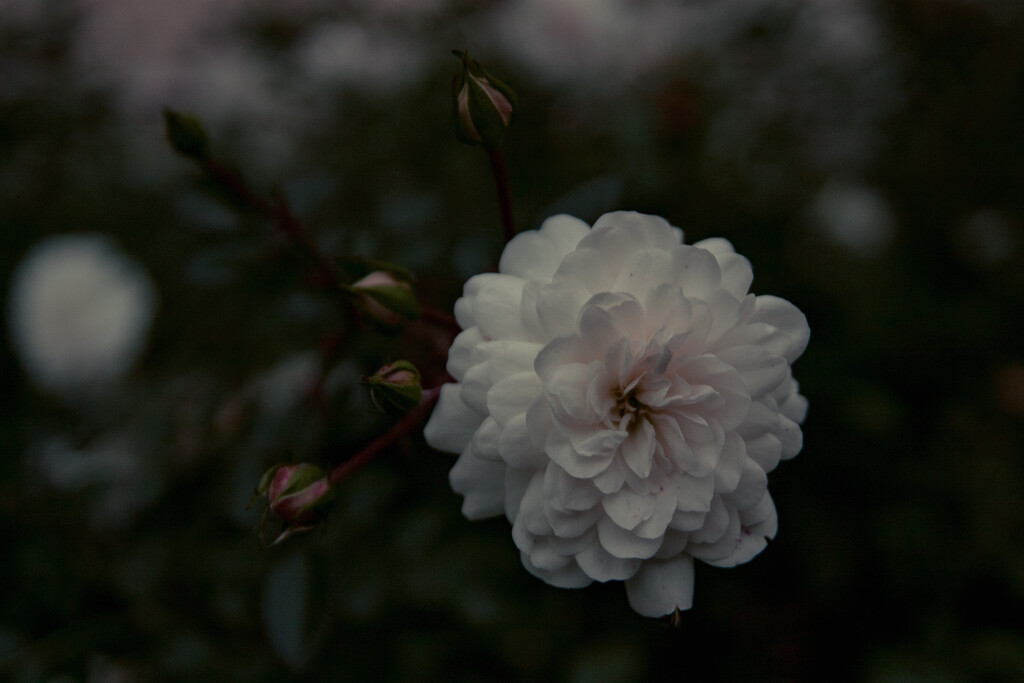 Nightfall rose by daryavr