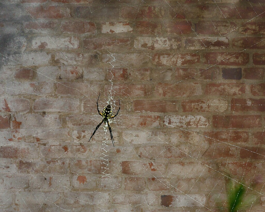 LHG_0181Spider on the wall by rontu