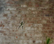 5th Oct 2021 - LHG_0181Spider on the wall