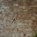 LHG_0181Spider on the wall by rontu