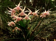 20th Sep 2021 - Rock orchids..