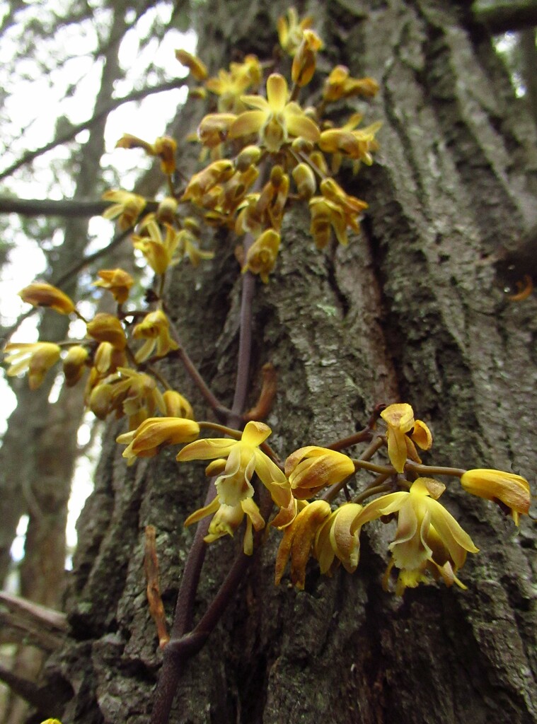 Leafless Bootlace orchids... by robz