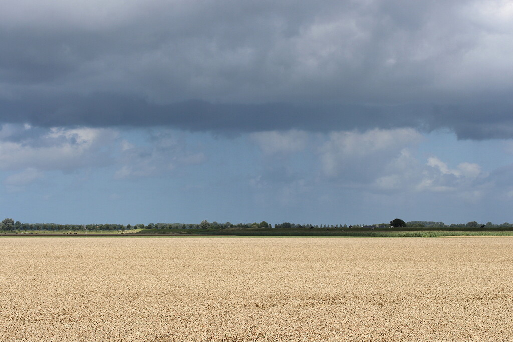 Wheat field by pyrrhula