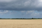 5th Oct 2021 - Wheat field