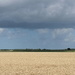 Wheat field by pyrrhula