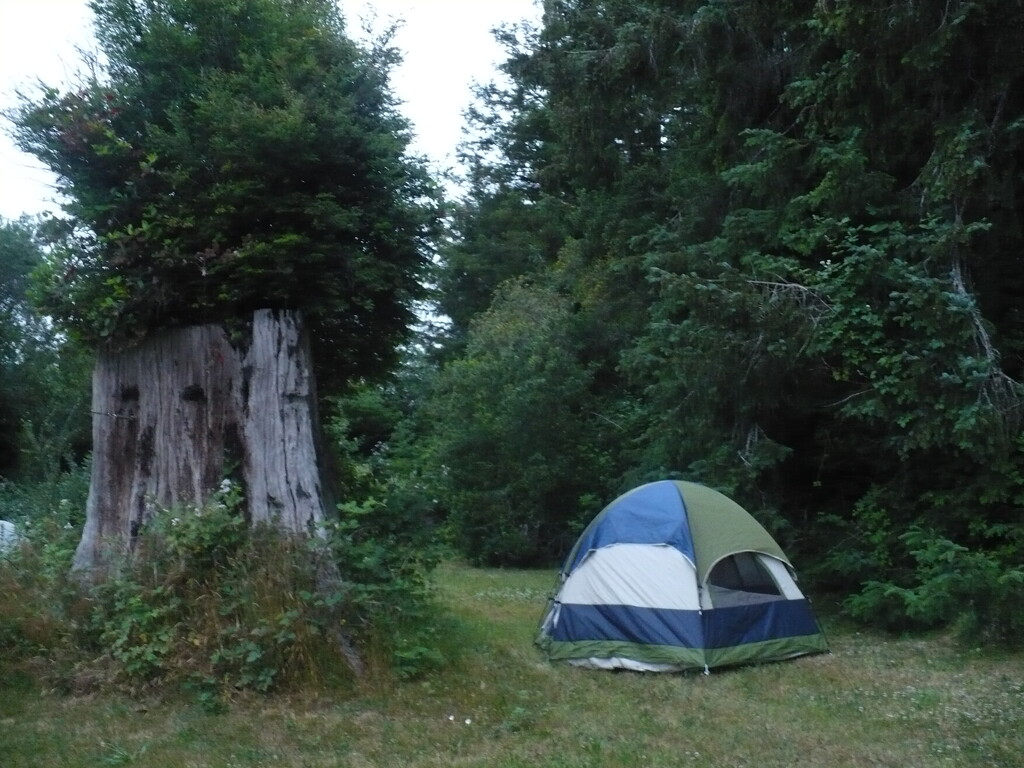 Backyard Camping by pandorasecho