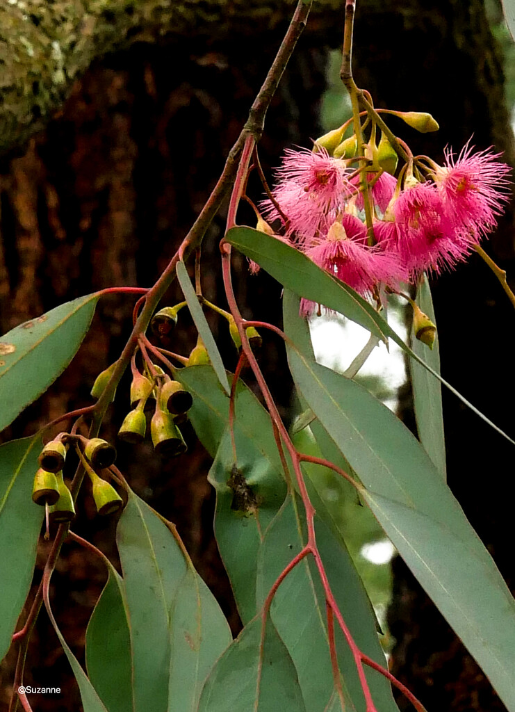 Flowering eucalypt by ankers70