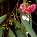 Flowering eucalypt by ankers70