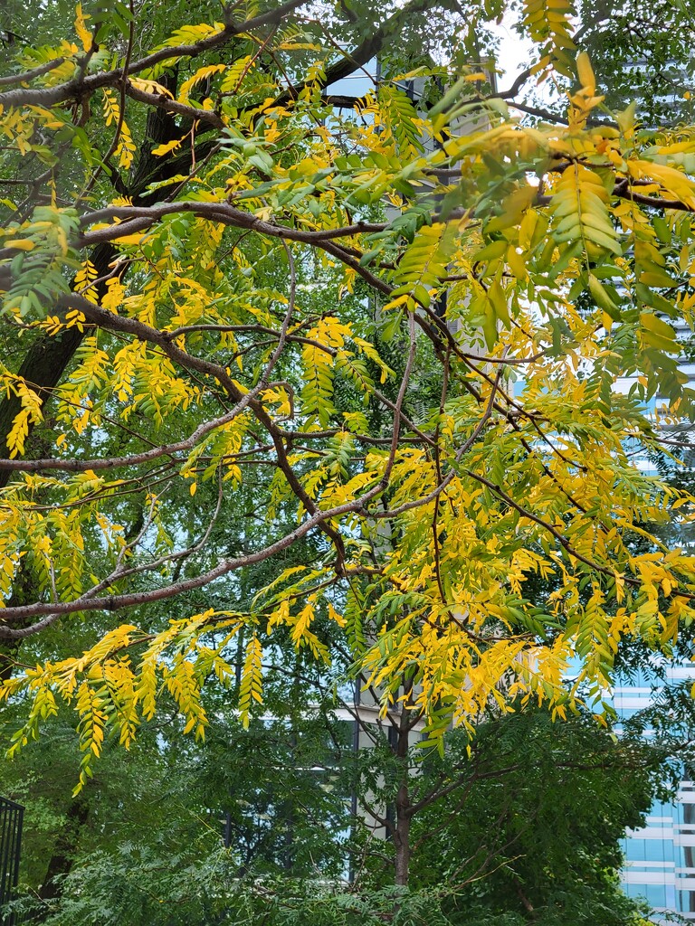 Honey Locust by 365projectorgheatherb