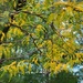 Honey Locust by 365projectorgheatherb