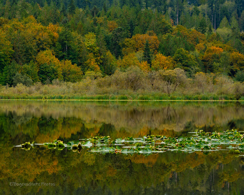 Crocker Lake, early Autumn with Lily pads by theredcamera