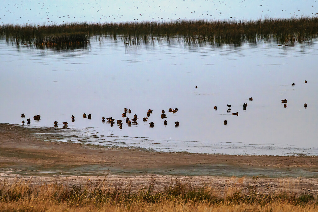 Old Wives Lake, Saskatchewan by farmreporter