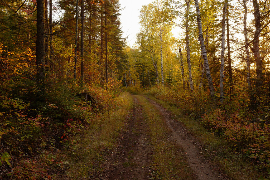 Old Logging Road by tosee