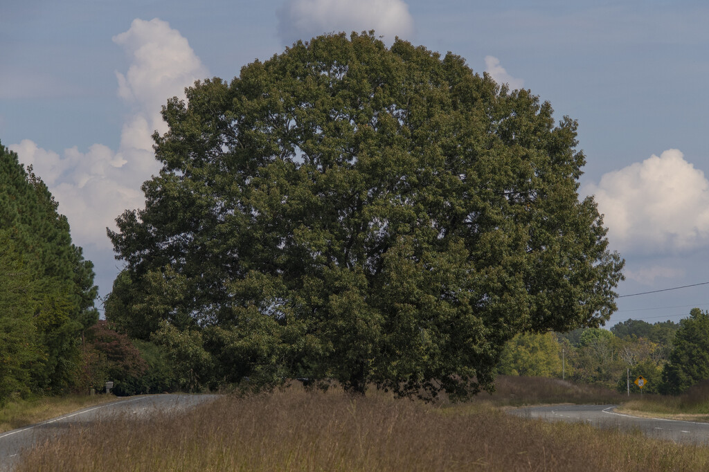 Tappahannock Oak X - One Year Later by timerskine