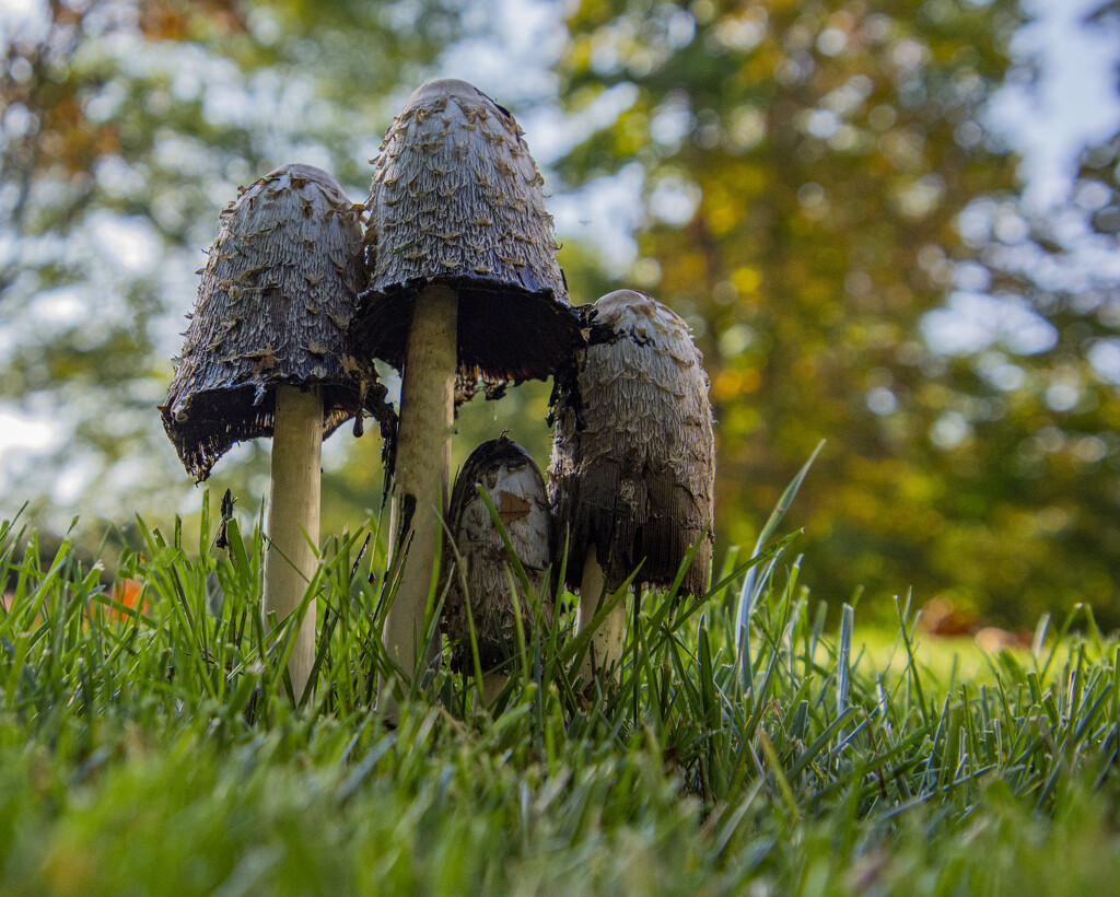 Giant Mushrooms by cwbill