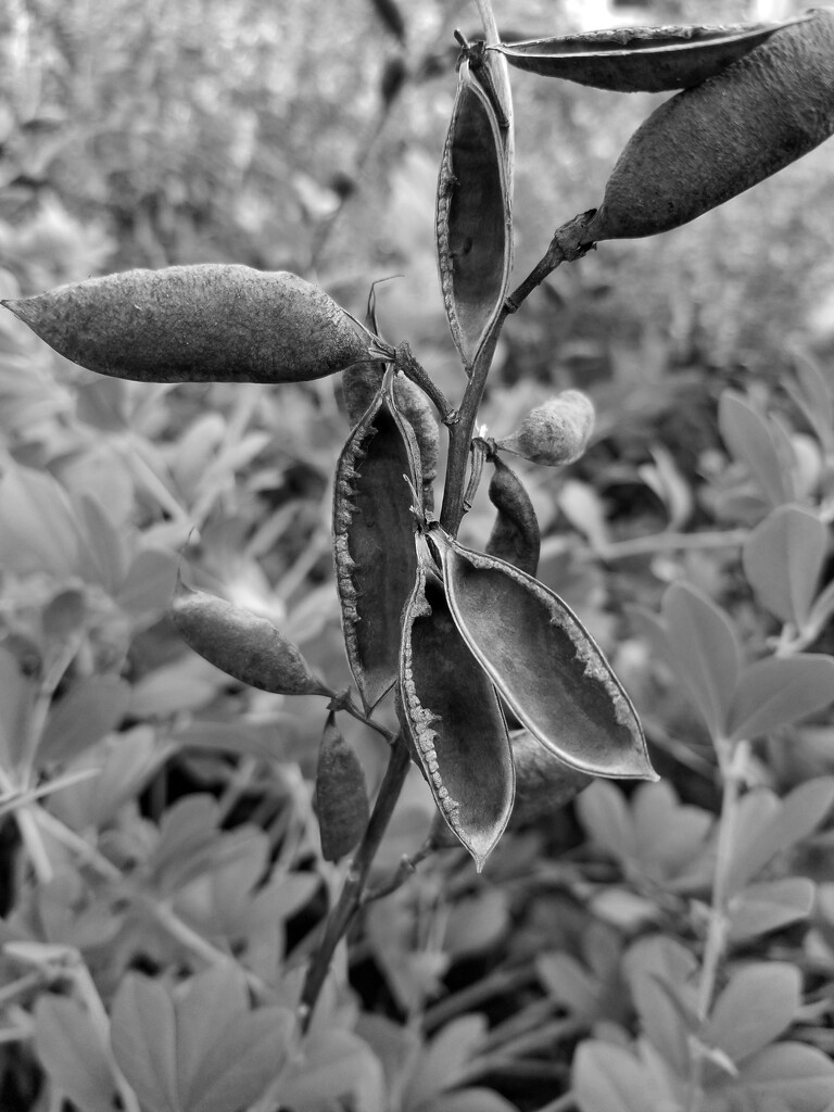 Baptisia seed pods by ljmanning