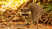 5th Oct 2021 - Rocky Raccoon and a Fresh Supply of Cat Food!