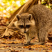 Rocky Raccoon and a Fresh Supply of Cat Food! by rickster549