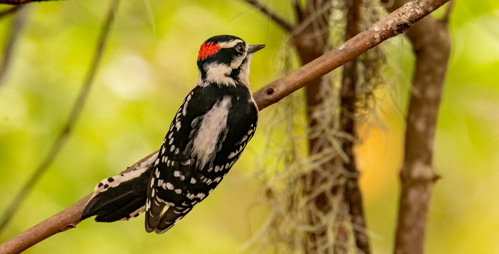 Downy Woodpecker!   by rickster549