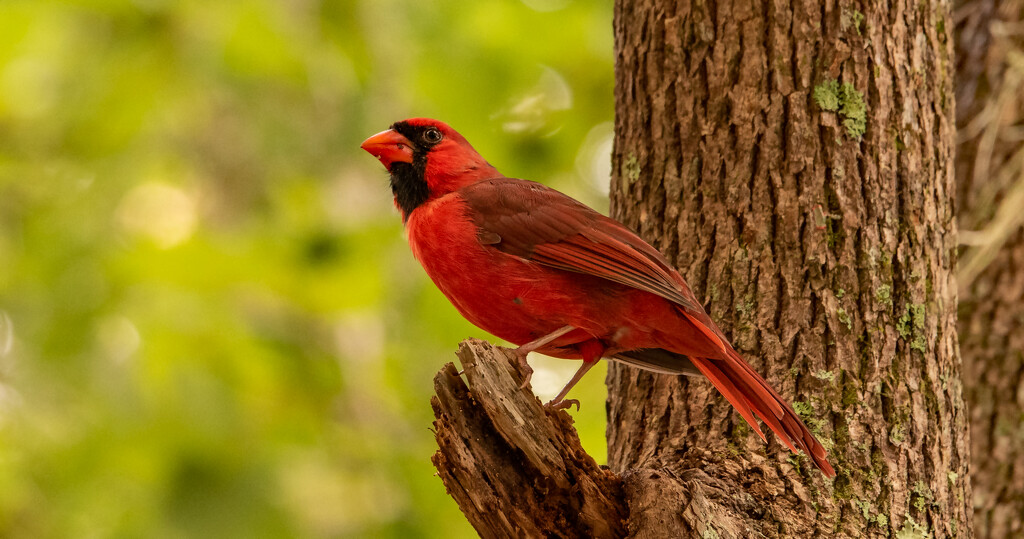 Mr Cardinal Keeping an Eye on Things! by rickster549
