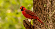 5th Oct 2021 - Mr Cardinal Keeping an Eye on Things!