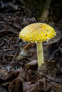 4th Oct 2021 - Beaver Island Mushroom