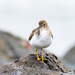 Spotted Sandpiper-minus a few toes  by nicoleweg