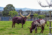 6th Oct 2021 - Ankole cow and her calves