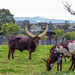 Ankole cow and her calves by ludwigsdiana