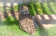 6th Oct 2021 - Spotted Eagle Owl