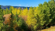 5th Oct 2021 - Colorado Autumn 