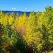 Colorado Autumn  by harbie
