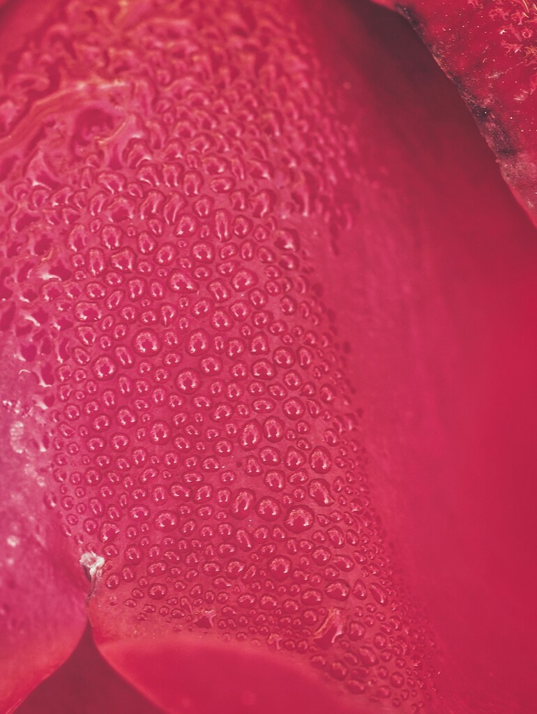 Water drops on a rose petal by monikozi