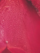6th Oct 2021 - Water drops on a rose petal