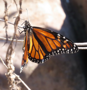 6th Oct 2021 - Monarchs of spring