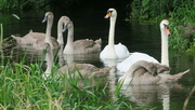 14th Aug 2021 - Swans on the River Pang