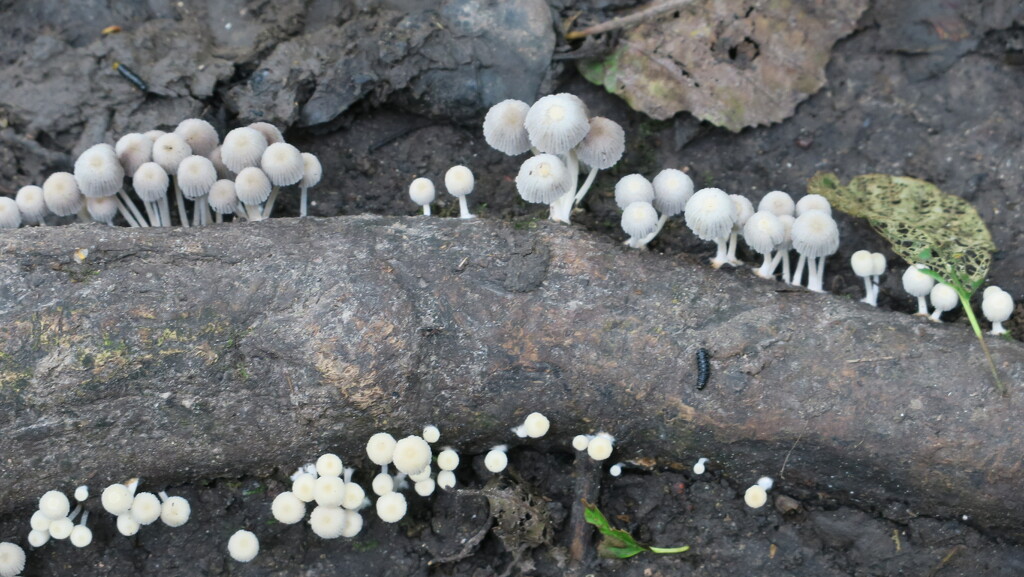 Dainty fungi by mariadarby