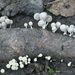 Dainty fungi by mariadarby