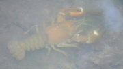 5th Sep 2021 - Crayfish in the Pang