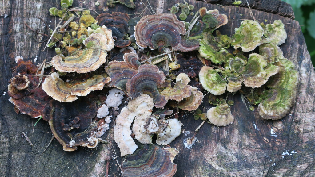 Fungi by mariadarby