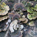 Fungi by mariadarby