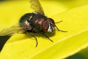 6th Oct 2021 - GREENBOTTLE CLOSE UP